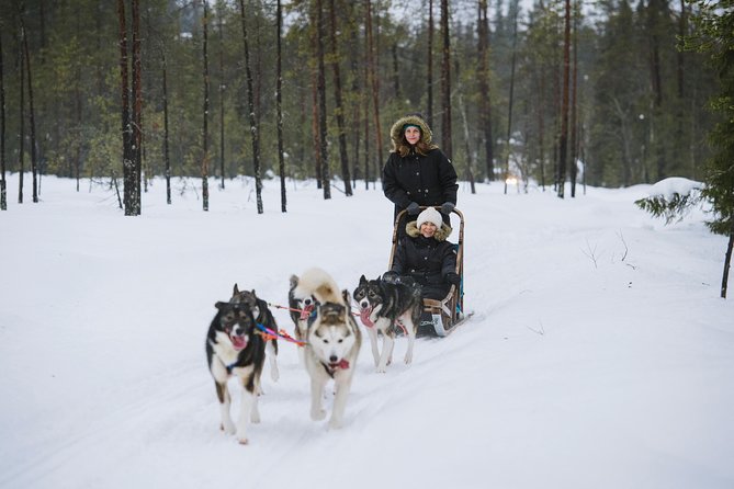 Husky Safari from Rovaniemi Including a Husky Sled Ride - Meeting the huskies before the sled ride