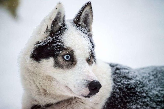 Husky Safari from Rovaniemi Including a Husky Sled Ride - Lapland scenery and the short-route tradeoff