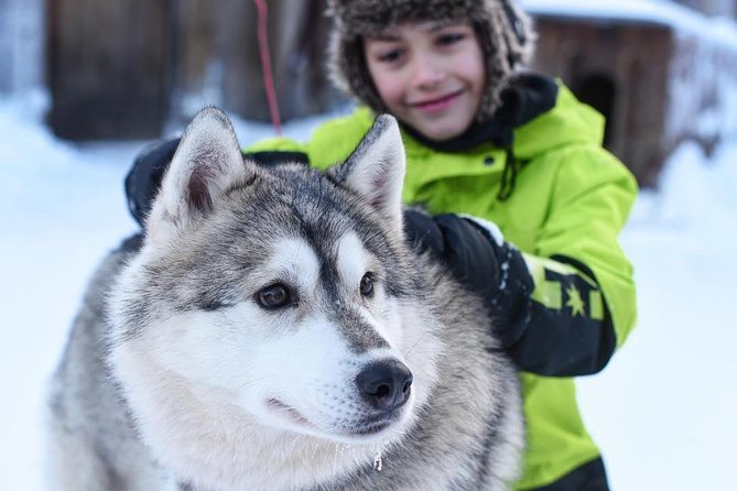 Husky Safari from Rovaniemi Including a Husky Sled Ride - Warm berry juice, coffee, tea, and cookies