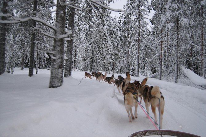 Husky Safari from Rovaniemi Including a Husky Sled Ride - What the $173 price really covers