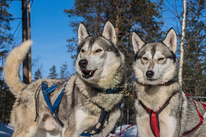 Husky Safari from Rovaniemi Including a Husky Sled Ride - Families, comfort, and clothing
