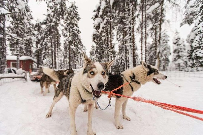 Husky Safari from Rovaniemi Including a Husky Sled Ride - When the operation runs smoothly, and when it does not