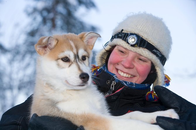 Husky Safari from Rovaniemi Including a Husky Sled Ride - How the husky sled ride works