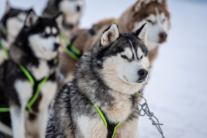 Husky Sledding Self-driving in Rovaniemi - The ride begins far beyond Rovaniemi