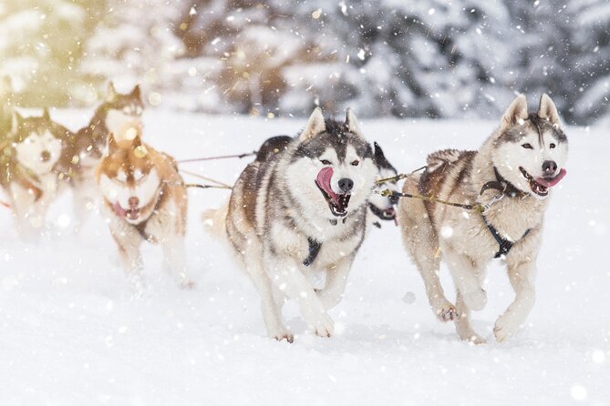 Husky Sledding Self-driving in Rovaniemi - Warming up inside a traditional kota