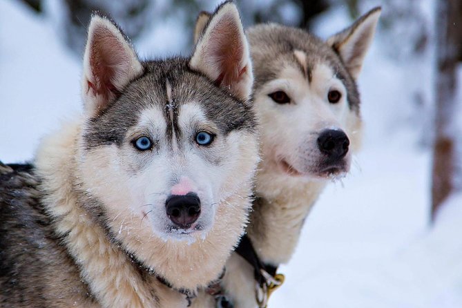 Ice Fishing and Husky - Transport, clothing, and timing in Rovaniemi