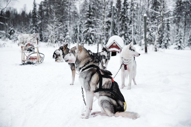 Ice Fishing and Husky - Booking advice and cancellation terms