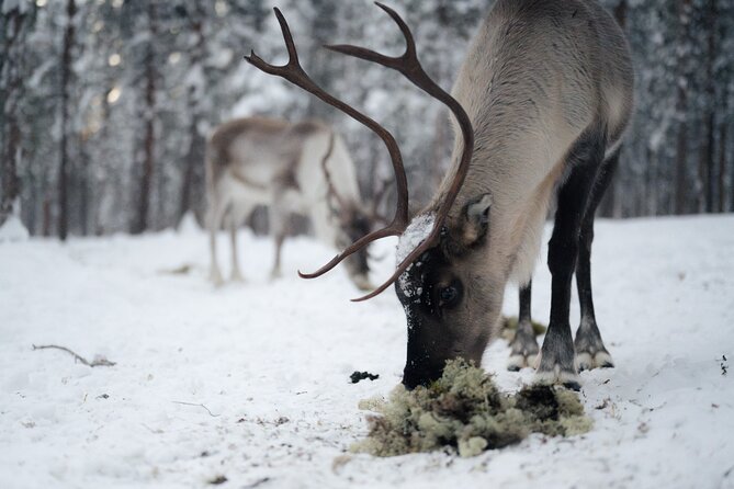 Ivalo: Aurora Hunting with Reindeer - Transport, timing, and what to expect on the night