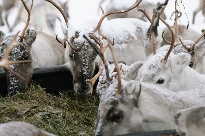 Ivalo: Reindeer herd and fishing experience - Key points before you book