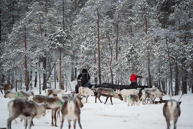 Ivalo: Reindeer herd and fishing experience - From Ivalo hotel pickup to the frozen forest