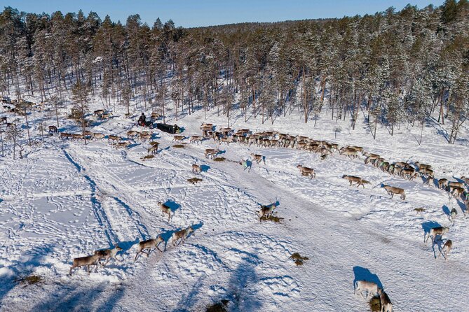 Ivalo: Reindeer herd and fishing experience - Lunch beside an open fire