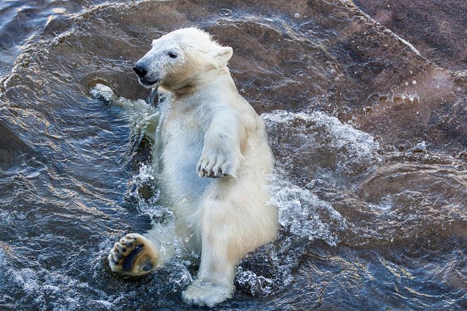 Korouoma Canyon & Ranua Zoo Tour - Families, fitness, and the small-group advantage
