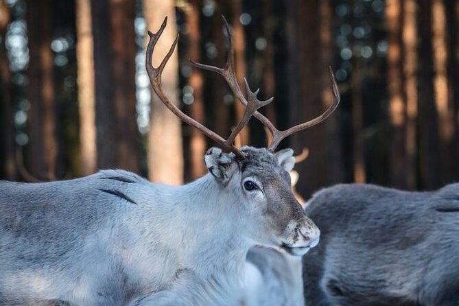 Kuoksa Reindeer Farm Visit with a Short Sleigh Ride - Meeting reindeer in a working Lappish setting