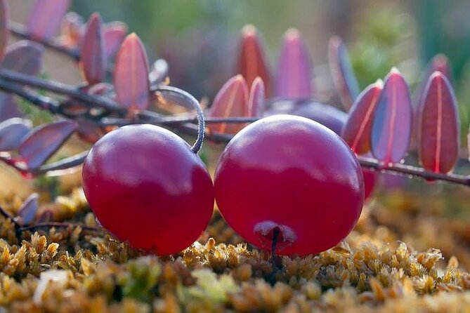 Lapland Berry Day Experience - Key points to know before booking