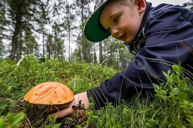 Lapland Berry Day Experience - A short walk with a very local purpose