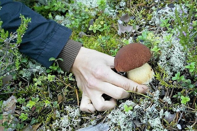Lapland Berry Day Experience - Gigi, Joey, and the human side of the walk