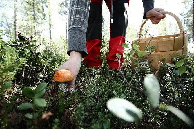 Lapland Berry Day Experience - How the timing affects your chances