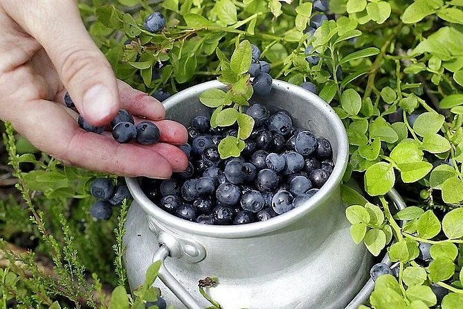 Lapland Berry Day Experience - Who will enjoy this best