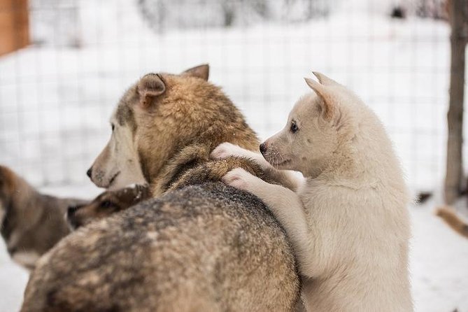 Lapland Reindeer and Husky Safari from Rovaniemi - Expect a commercial edge at the husky park
