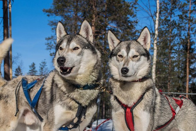 Lapland Reindeer and Husky Safari from Rovaniemi - Clothing and practical preparation