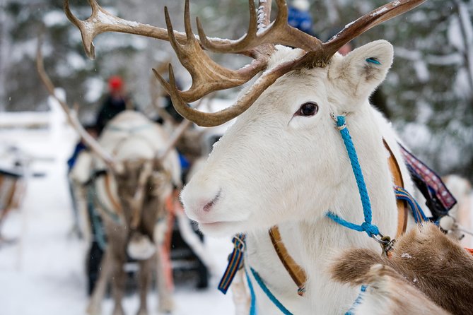 Lapland Reindeer and Husky Safari from Rovaniemi - The husky stop changes the pace