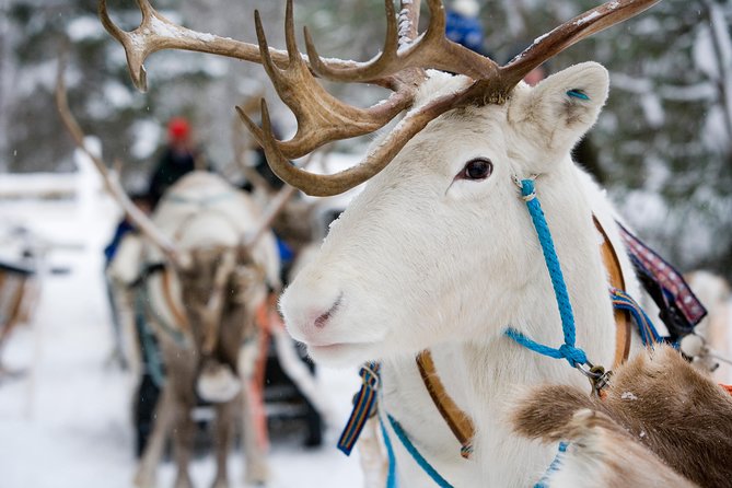 Lapland Reindeer Safari from Rovaniemi - Meeting the herders and learning farm life