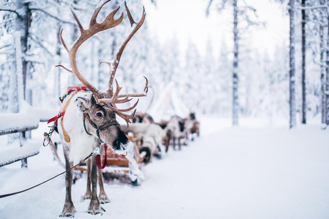 Lapland Reindeer Safari from Rovaniemi - How this compares with a more commercial Rovaniemi outing