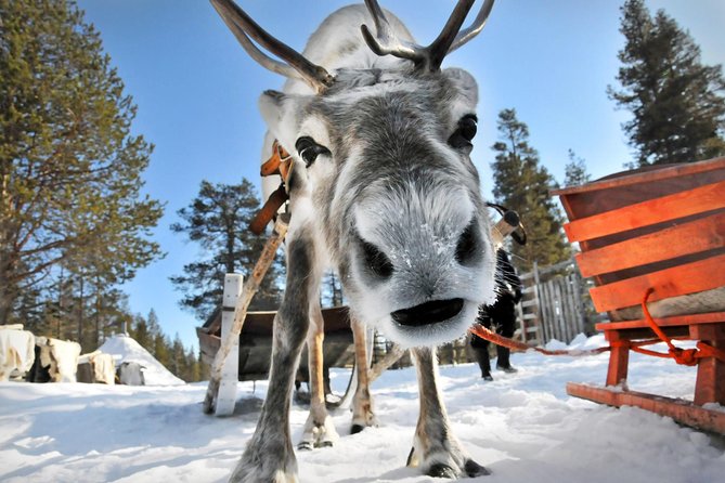 Lapland Reindeer Safari from Rovaniemi - Should you book the Rovaniemi reindeer safari?
