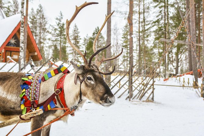 Lapland Reindeer Safari from Rovaniemi - The 1.5-kilometer sleigh ride