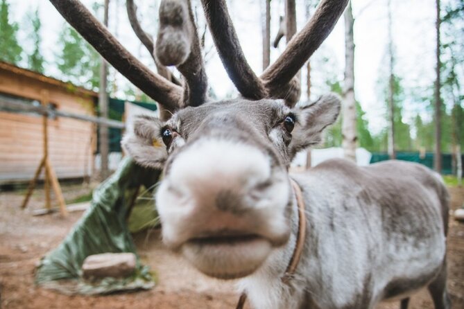 Meet Santa Claus & Santa's Reindeer Ride & Greet Huskies - Mailing postcards from the official Santa post office
