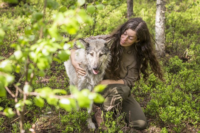 Meet Taivas & the Arctic Wolves - Private Tour - Key points to know before you book