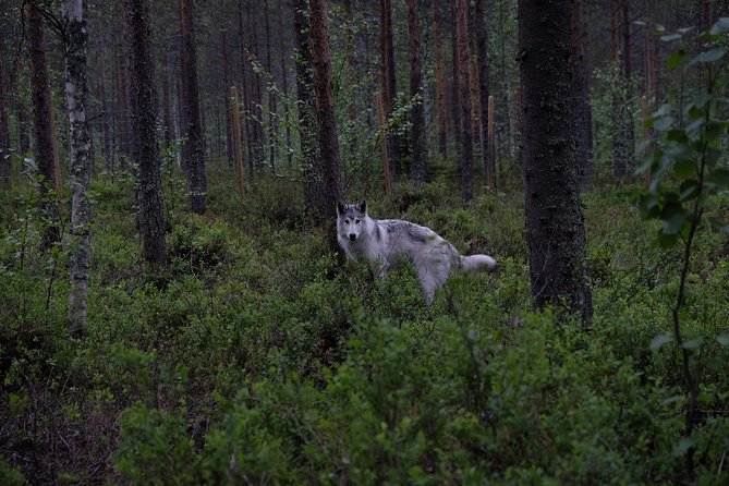Meet Taivas & the Arctic Wolves - Private Tour - A private meeting with Arctic wolfdogs