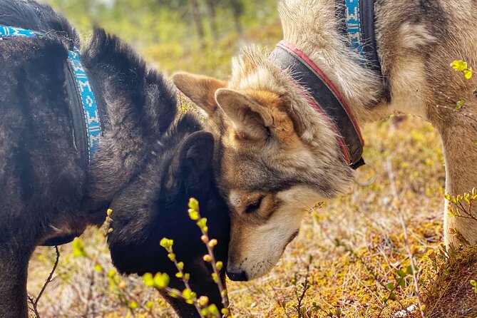 Meet Taivas & the Arctic Wolves - Private Tour - The farm side of the visit