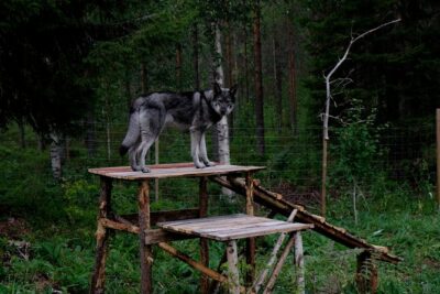 Meet Taivas & the Arctic Wolves – Private Tour