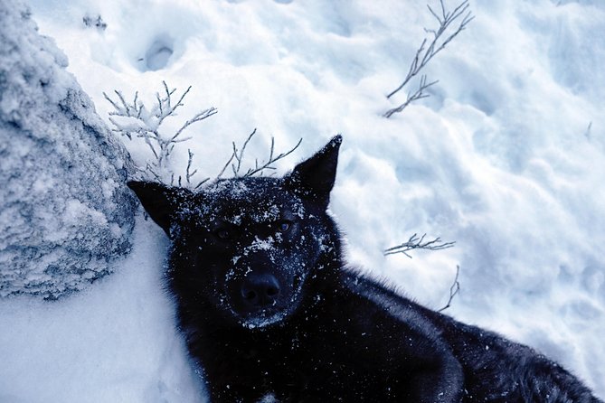 Meet Taivas & the Arctic Wolves - Private Tour - Why the private format matters