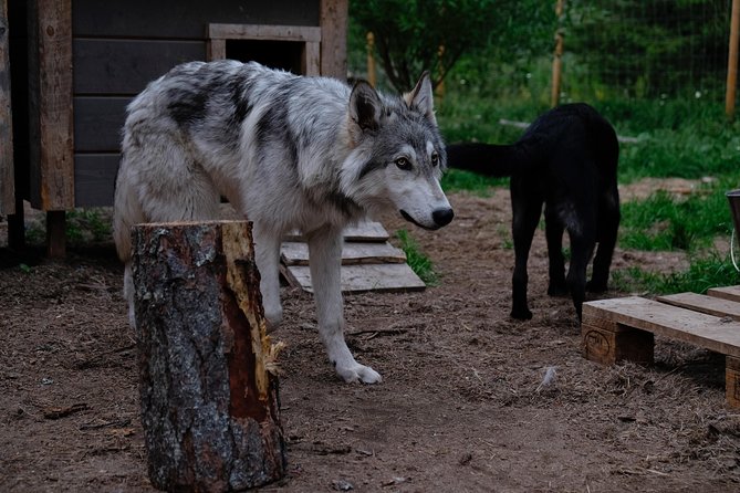 Meet Taivas & the Arctic Wolves - Private Tour - Getting there from Rovaniemi
