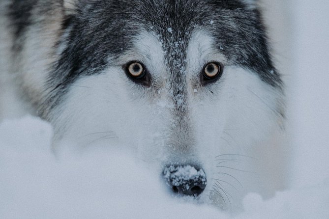 Meet Taivas & the Arctic Wolves - Private Tour - Animal safety and personal responsibility