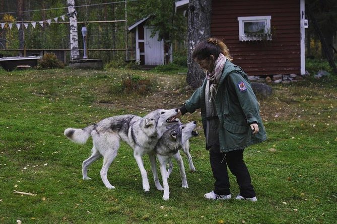 Meet Taivas & the Arctic Wolves - Private Tour - Who will enjoy this most