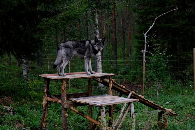 Meet Taivas & the Arctic Wolves - Private Tour - What happens inside the enclosures