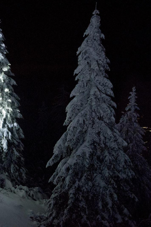 Night Snowshoeing Lapland Experience - A dark, quiet start outside Rovaniemi