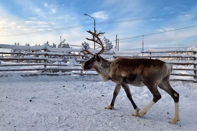 Northern Lights Holiday in Finland - Six hours on foot across snowy Inari