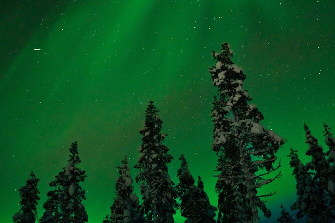 Northern Lights Reindeer Sledge Ride - A quiet ride beneath the Rovaniemi sky