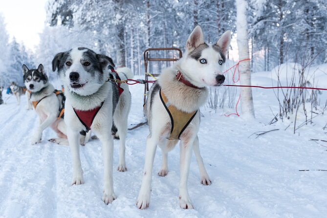 Nulkki Husky Adventure - Key points at a glance