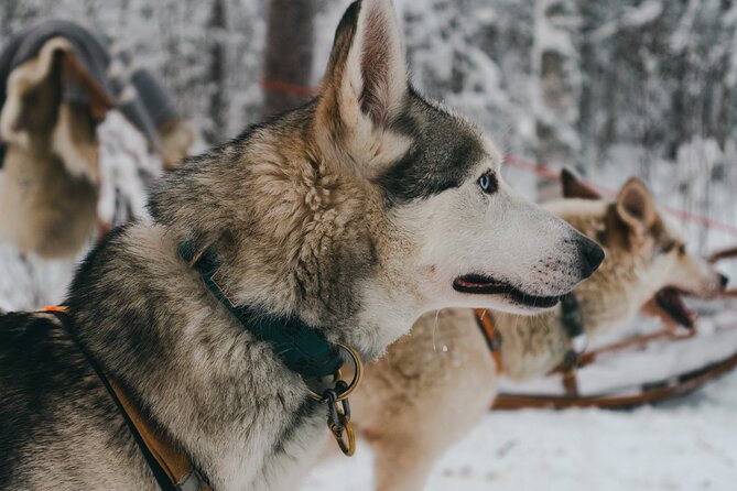 Nulkki Husky Adventure - Starting in central Rovaniemi and getting properly dressed