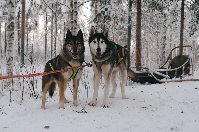 Nulkki Husky Adventure - Learning to drive before the dogs take off