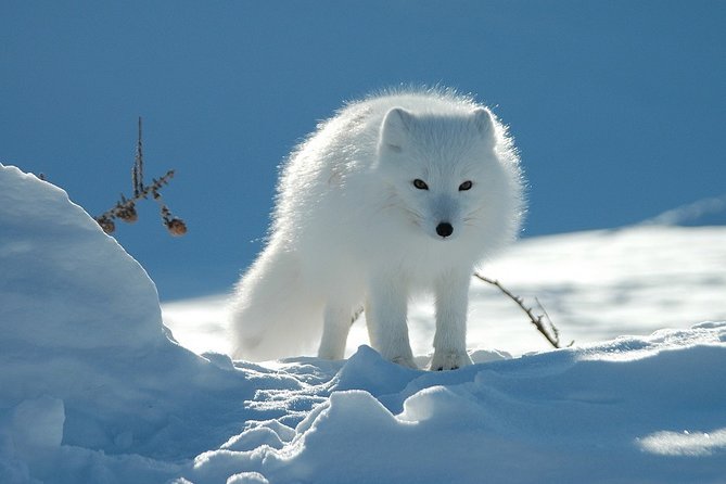 Ounasvaara and Ranua Zoo - Ounasvaara first, then a full afternoon with Arctic wildlife
