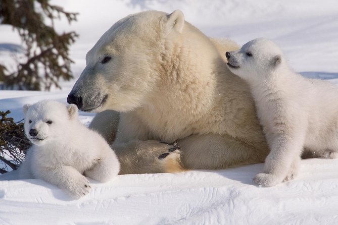 Ounasvaara and Ranua Zoo - Guide service can make the long outing feel easy