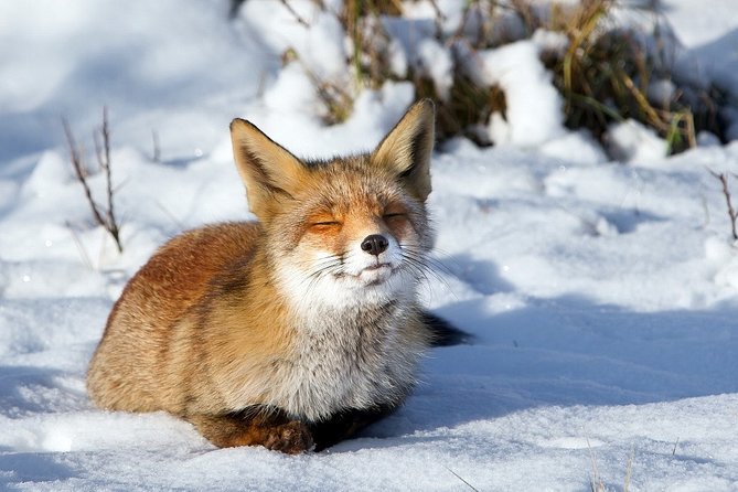 Ounasvaara and Ranua Zoo - Weather, mosquitoes, and the right season