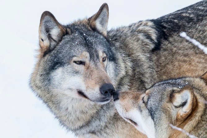 Ranua Wildlife Park Day: Visit the Arctic Animals - Walking the 2.5-Kilometer Wildlife Route
