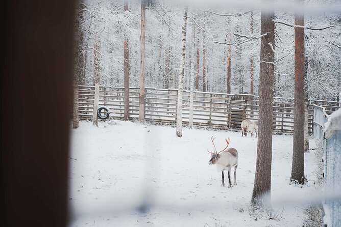 Ranua Wildlife Park Day: Visit the Arctic Animals - Lunch, Snacks, and Shopping Near the Park